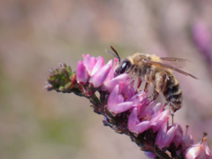 Andrena fuscipes