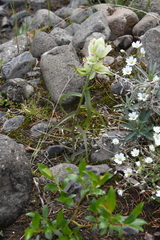 Castilleja hyparctica