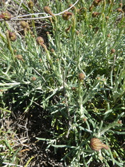 Heterolepis peduncularis