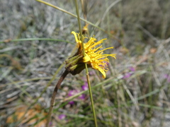 Heterolepis peduncularis