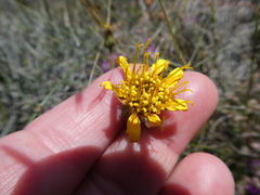 Heterolepis peduncularis