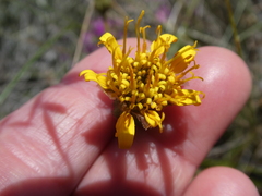 Heterolepis peduncularis