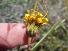 Heterolepis peduncularis