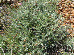 Heterolepis peduncularis