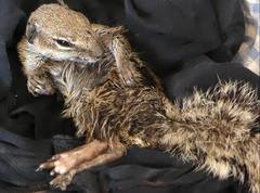 Atlantoxerus getulus