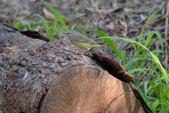 Leiothlypis celata celata