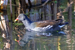 Gallinula chloropus