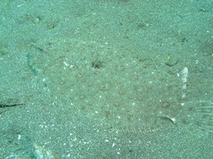 Pseudorhombus javanicus