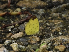 Eurema simulatrix