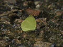 Gandaca harina distanti