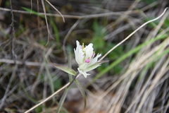 Castilleja hyparctica