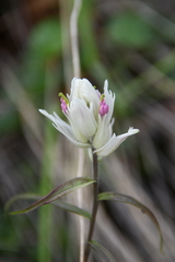 Castilleja hyparctica
