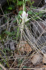 Castilleja hyparctica