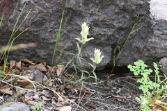 Castilleja hyparctica