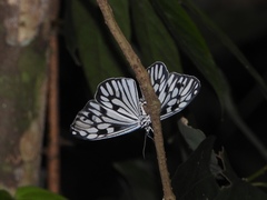 Cyclosia pieridoides
