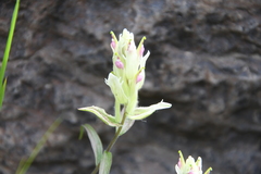 Castilleja hyparctica