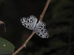 Cyclosia pieridoides