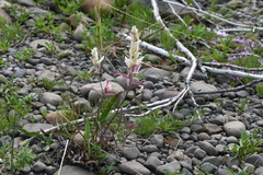 Castilleja hyparctica