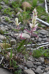 Castilleja hyparctica