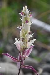 Castilleja hyparctica