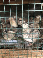 Coturnix