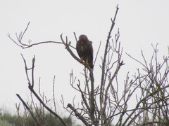Buteo buteo