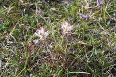 Castilleja hyparctica