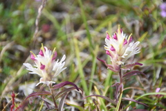 Castilleja hyparctica