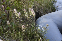 Castilleja hyparctica