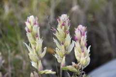 Castilleja hyparctica