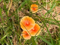 Hygrocybe mucronella