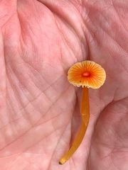 Hygrocybe mucronella