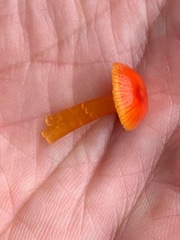 Hygrocybe mucronella