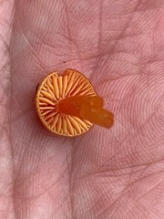 Hygrocybe mucronella
