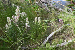 Castilleja hyparctica