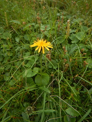 Crepis chrysantha