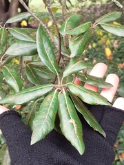 Quercus ilex