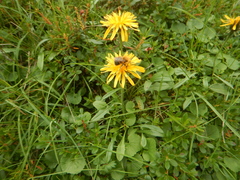 Crepis chrysantha
