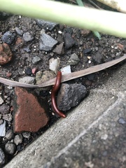 Trigoniulus corallinus