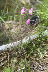 Castilleja rubra