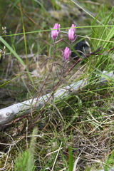 Castilleja rubra