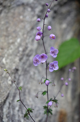 Thalictrum reniforme
