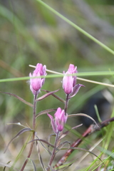 Castilleja rubra