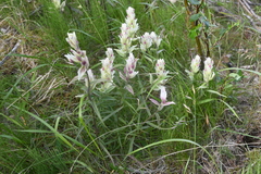 Castilleja hyparctica