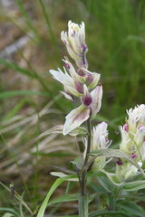 Castilleja hyparctica