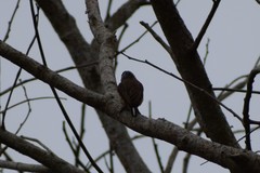 Picumnus albosquamatus