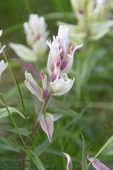 Castilleja hyparctica