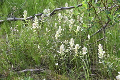 Castilleja hyparctica