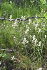 Castilleja hyparctica