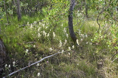 Castilleja hyparctica
